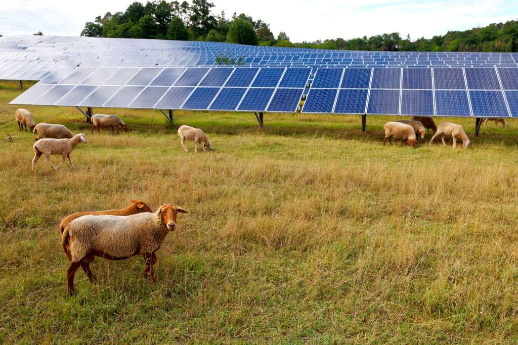 Schafe weiden auf Grünland zwischen Reihen von Solarmodulen
