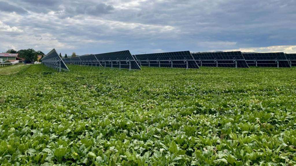 Agrivoltaic system with trackers above a sugar beet field